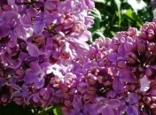 Прогноз погоды в Украине на сегодня: солнечно и ветрено