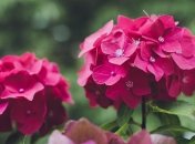 Секрет пишного цвітіння гортензії розкрито