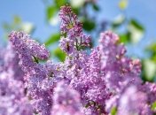 9 травня: народний календар і астровісник