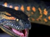 В Бразилии огромная анаконда парализовала движение автомобилей (Видео)