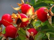 Медики рассказали о чудотворных свойствах шиповника