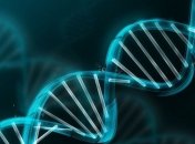 Ученые нашли ген долголетия