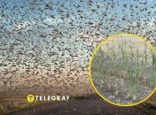 Сарана в Україні