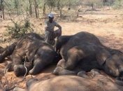 Таинственная бактерия продолжает истреблять слонов в Африке