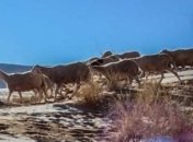 Пустыню Сахара внезапно засыпало снегом (фото, видео)