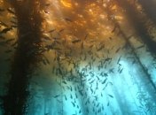 Озеро Трафул в Аргентине