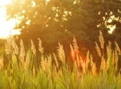 Дожди и жара: чем "удивит" прогноз погоды в Украине