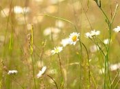 Прогноз погоды на 12 июня: в Украине будет сухая и жаркая погода