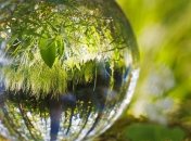 Стало відомо, як вегетаріанство може врятувати нашу планету