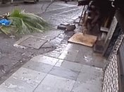 В Индии ведущую убило пальмой (Видео)