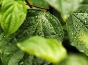 Приметы и обряды на 28 июля - День Улиты и Кирика