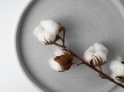 Цветы хлопчатника