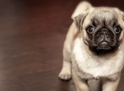 Миниатюрные собачки: самые маленькие породы