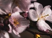 Мавра рассадница: приметы и обряды на 16 мая