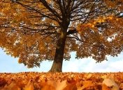 Как привлечь удачу в ноябре 2019 года: счастливые приметы ноября