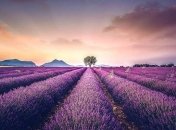 Волшебно, как в сказке: фото лавандовых полей на юге Франции