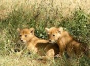 Для возобновления популяции львов Disney пожертвовала 1,5 миллиона долларов