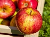 Рассеянный склероз не страшен: поможет яблочная кожура
