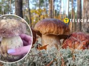 Белые грибы