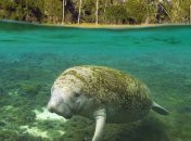 Мужчину арестовали за объятия с животным