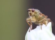 Биологи определили насекомое, способное обходиться без сна