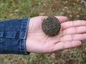 В трюфелях нашли следы чернобыльской радиации  