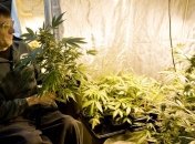 Законопроект о "медицинской марихуане" внесен в конгресс США