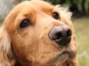 Ученые изобрели лекарство, которое поможет собакам жить на 5 лет дольше