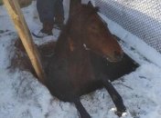 На Львовщине спасли коня, который упал в канализационную яму 