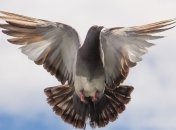 В Індії "голуба-шпигуна" три роки протримали у в'язниці