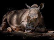 В Танзании скончался самый старый носорог в мире