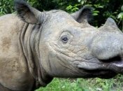 Последний в Малайзии суматранский носорог скончался от рака (Фото)