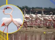 Фламинго на лиманах