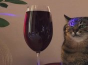 Моя зона комфорту — це винний льох: кумедні жарти для любителів винишка