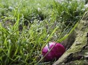 Почему у птиц разноцветные яйца