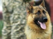 Винницкий вуз заминировали "учебной бомбой"