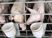 Африканская чума свиней уже добралась до Московской области