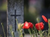 Невибагливі квіти для кладовища