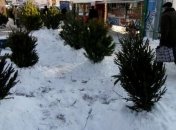 В Харьковской области поймали 28 елочных браконьеров