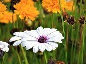 Какие завтра праздники: традиции и приметы на 12 июля