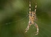 С приходом весны насекомые активизируются