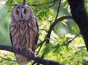 На Урале спасают неясытей