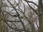 Дикие попугаи в ФРГ угрожают цветению магнолий