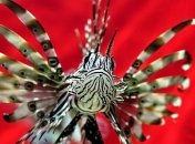 Биологи нашли у рыб гибкие зубы