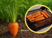 Як зберігати моркву взимку