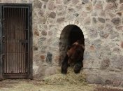 Теплая зима: в харьковском зоопарке на месяц позже легли в спячку медведи