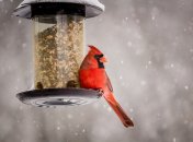 На фото - "красный кардинал"