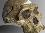 В Танзании нашли самого большого австралопитека