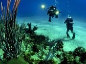 Ученые открыли новый вид кораллов 