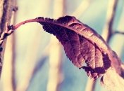 Погода в Украине на сегодня: солнечно - в восточных областях и Крыму